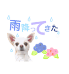 dog's coco sticker！！（個別スタンプ：10）