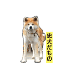 秋田犬ひなたの秋田弁でアピール（個別スタンプ：25）