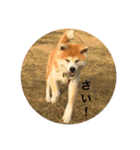 秋田犬ひなたの秋田弁でアピール（個別スタンプ：27）