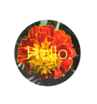 Hello.Flowers stamp2（個別スタンプ：4）