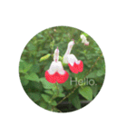 Hello.Flowers stamp2（個別スタンプ：8）