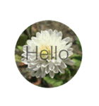 Hello.Flowers stamp2（個別スタンプ：10）