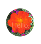 Hello.Flowers stamp2（個別スタンプ：12）