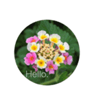 Hello.Flowers stamp2（個別スタンプ：15）