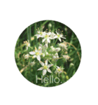 Hello.Flowers stamp2（個別スタンプ：20）