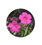 Hello.Flowers stamp2（個別スタンプ：21）