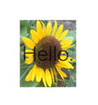 Hello.Flowers stamp2（個別スタンプ：31）