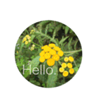 Hello.Flowers stamp2（個別スタンプ：32）