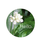 Hello.Flowers stamp2（個別スタンプ：39）