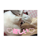 ((♥︎︎チンチラとその仲間たち♥︎︎))（個別スタンプ：28）