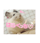 ((♥︎︎チンチラとその仲間たち♥︎︎))（個別スタンプ：32）