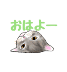 ぼたもち猫（個別スタンプ：12）