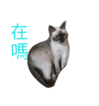 cat00cat（個別スタンプ：2）