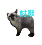 cat00cat（個別スタンプ：4）