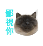 cat00cat（個別スタンプ：11）