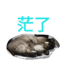 cat00cat（個別スタンプ：12）