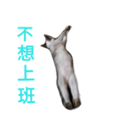 cat00cat（個別スタンプ：31）