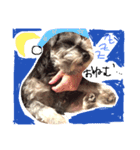 ミニチュアシュナウザー.犬（個別スタンプ：1）