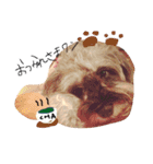 ミニチュアシュナウザー.犬（個別スタンプ：3）