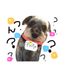 ミニチュアシュナウザー.犬（個別スタンプ：4）