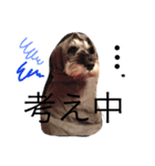 ミニチュアシュナウザー.犬（個別スタンプ：8）