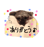 ミニチュアシュナウザー.犬（個別スタンプ：9）