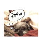ミニチュアシュナウザー.犬（個別スタンプ：10）