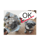 ミニチュアシュナウザー.犬（個別スタンプ：13）