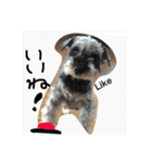 ミニチュアシュナウザー.犬（個別スタンプ：14）