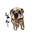 ミニチュアシュナウザー.犬（個別スタンプ：15）