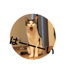 猫の基本会話（個別スタンプ：7）