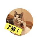 猫の基本会話（個別スタンプ：9）