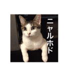 猫の基本会話（個別スタンプ：11）