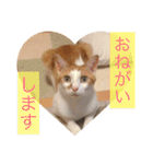 猫の基本会話（個別スタンプ：12）