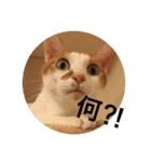 猫の基本会話（個別スタンプ：14）