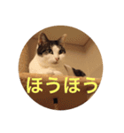 猫の基本会話（個別スタンプ：18）