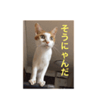 猫の基本会話（個別スタンプ：21）