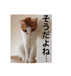 猫の基本会話（個別スタンプ：22）