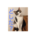 猫の基本会話（個別スタンプ：25）