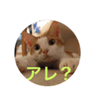 猫の基本会話（個別スタンプ：26）