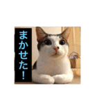 猫の基本会話（個別スタンプ：27）