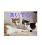 猫の基本会話（個別スタンプ：29）