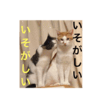 猫の基本会話（個別スタンプ：30）