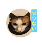 猫の基本会話（個別スタンプ：31）