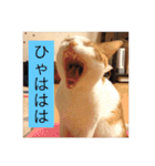 猫の基本会話（個別スタンプ：32）