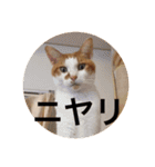 猫の基本会話（個別スタンプ：36）