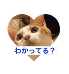 猫の基本会話（個別スタンプ：37）