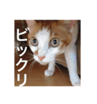 猫の基本会話（個別スタンプ：38）