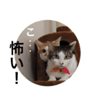 猫の基本会話（個別スタンプ：39）