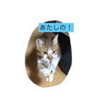 ねこちゃんスタンプだよ（個別スタンプ：5）